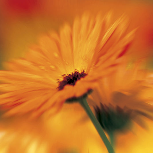 Margherita Gerbera Arancione