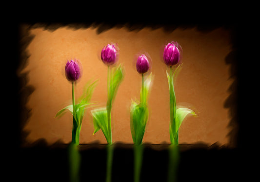 Tulipani