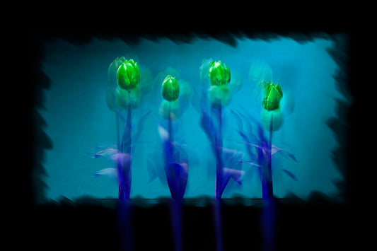 Tulipani verdi sfondo blu