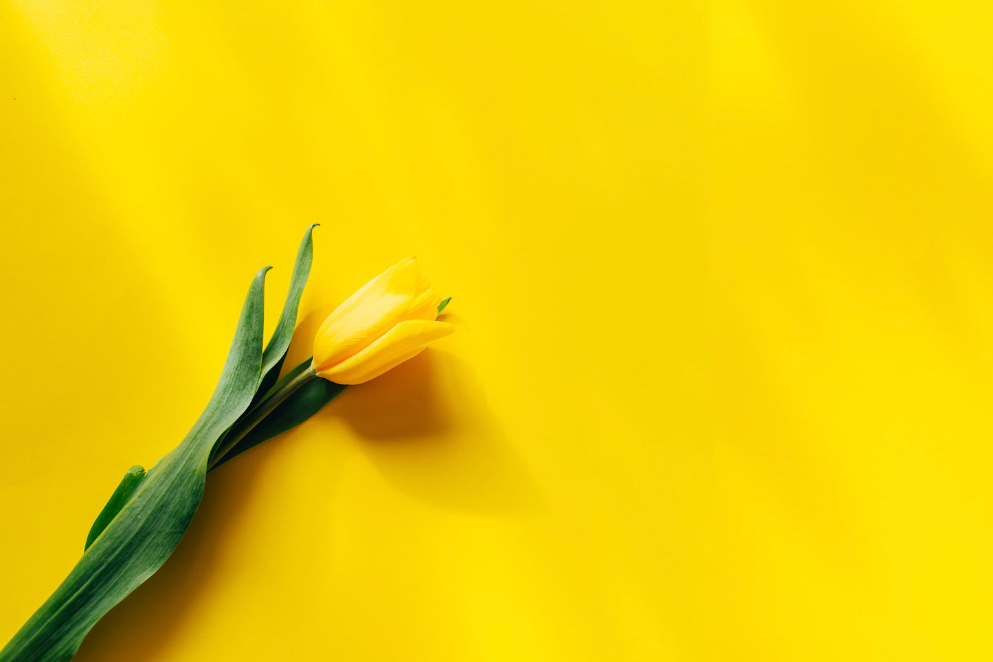 Tulipano giallo