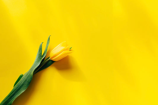 Tulipano giallo
