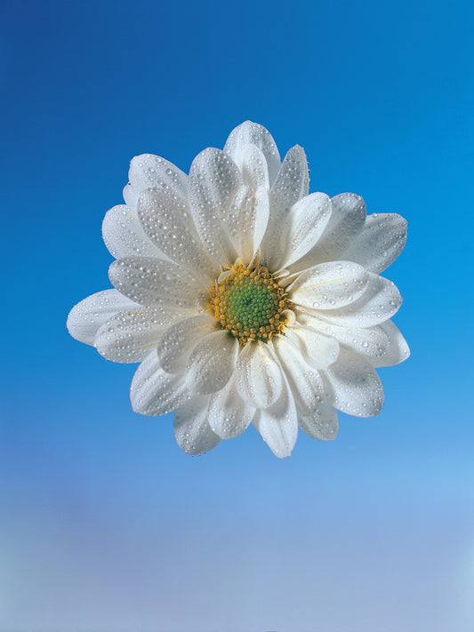Margherita Bianca su fondo blu